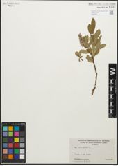Foto von Salix glauca L.